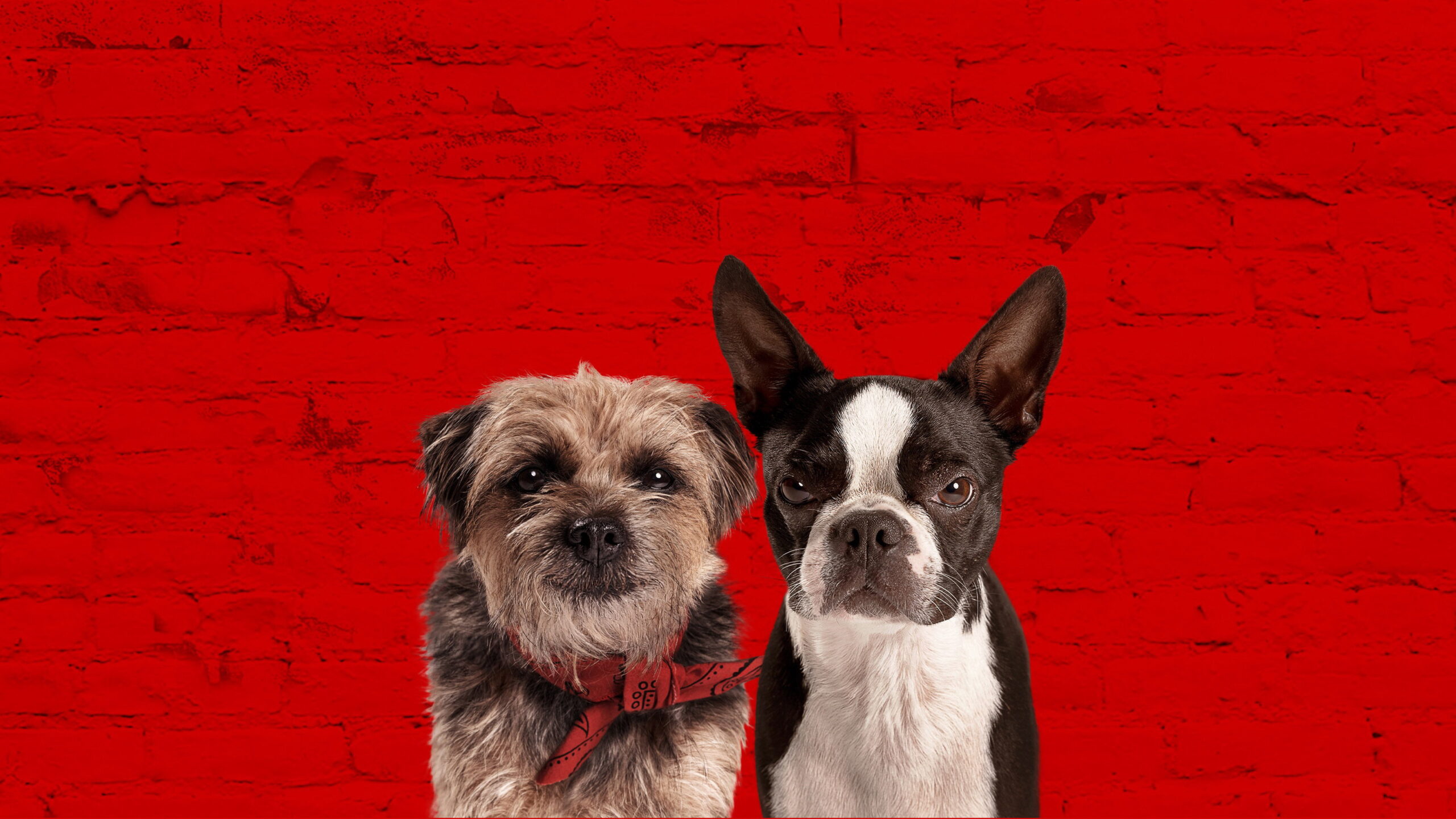 video-section-banner-image